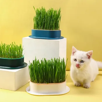 Hydroponic Travo Mačka Hydroponic Sajenje Mačka Mint Nastavite Skledo Polje Catgrass Barve Sajenje Polje Lonec Kontrast Mačka Prigrizek Travo Mačka